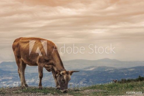 Picture of Cows graze on a meadow of mountain at sunset of Greece Cow on the mountain opposite the Greek city of Volos